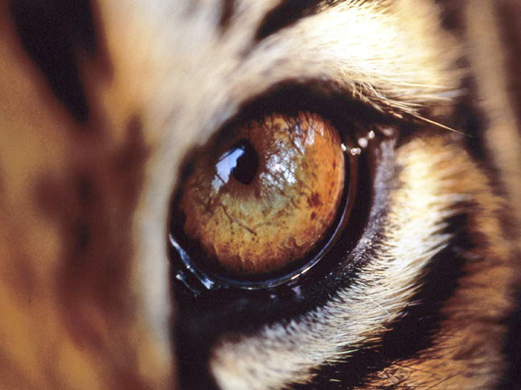Tiger's Eye: Meaning, Benefits & Metaphysical Properties