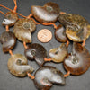 Ammonite Fossil Beads.