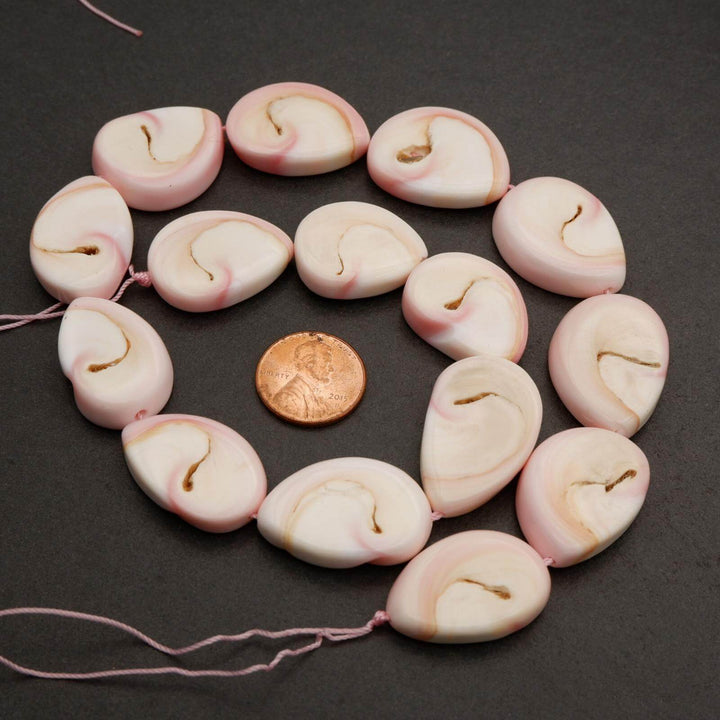 Queen Conch Shell · Smooth · Freeform, Tejas Beads, Beads