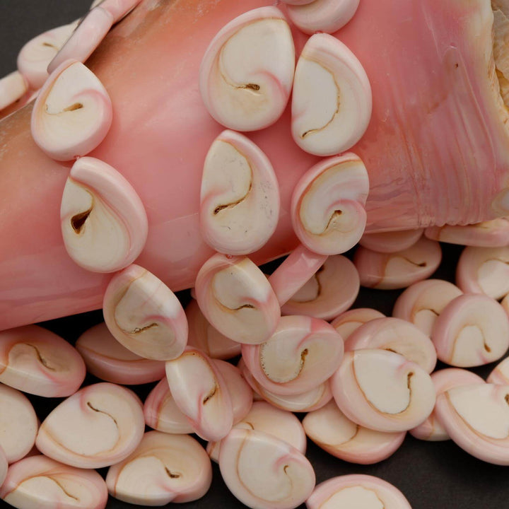Queen Conch Shell · Smooth · Freeform, Tejas Beads, Beads