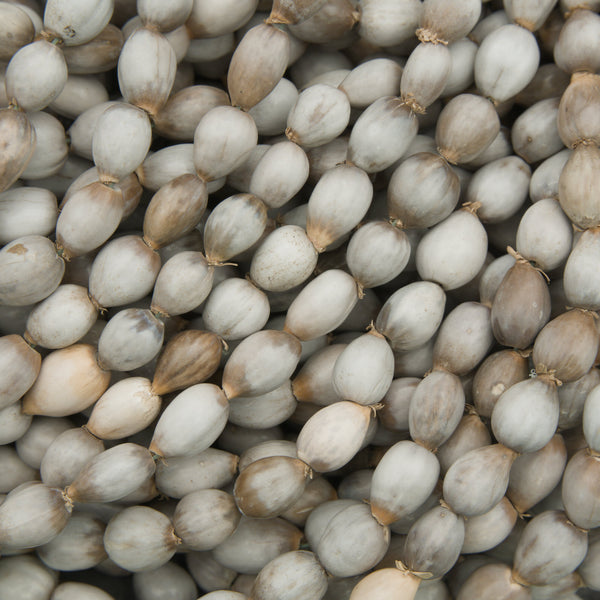 Close-up of a pile of light brown seeds with small green shoots emerging.