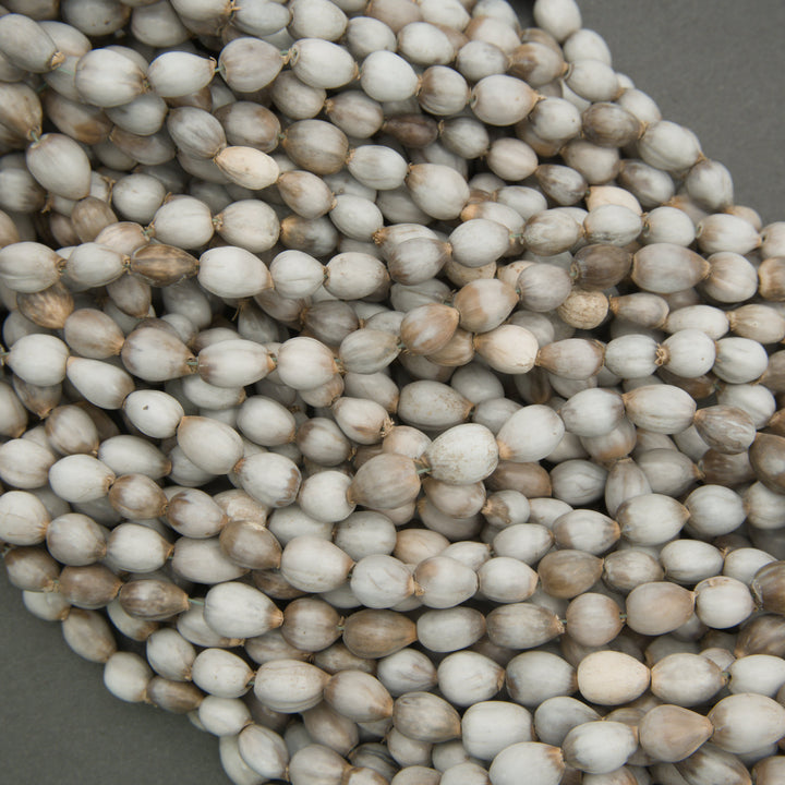 Close-up of a pile of white and beige lotus seeds on a gray background